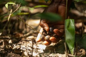 Transition énergétique : En Côte d&rsquo;Ivoire, Eni transforme les graines d’hévéa en nouvelle source de revenus pour les producteurs ivoiriens
